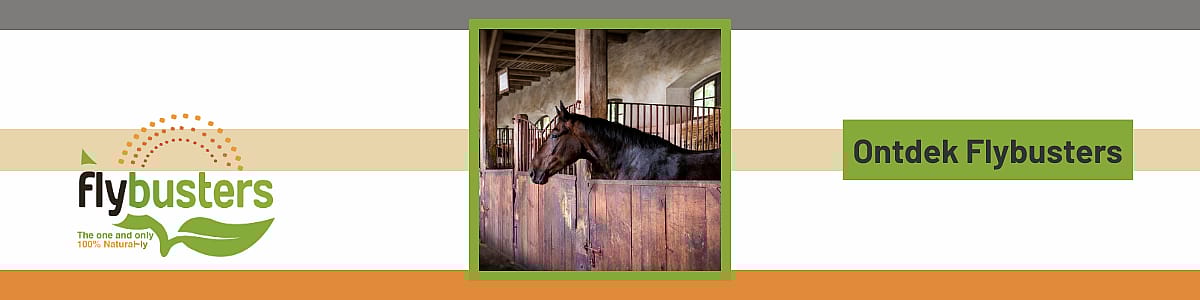 Dier, Colt Horse, Paard, Zoogdier, Andalusisch paard